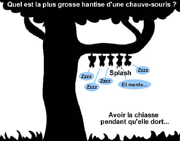 chauve souris-humourenvrac